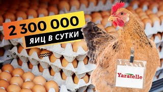 Автоматизированная птицефабрика «Yaratelle»