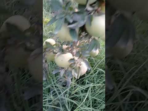 Видео: Старкримсон сорт (алимны мод): тайлбар, зураг, ургах онцлог