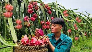 Harvest dragon fruit, bring to market to sell, my daily life