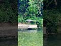 Wait for end to see #birds #river #nature #trending #viral #duck #travel #wildlife #shorts #new