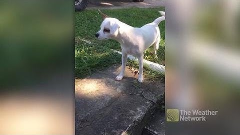 Puppy meets his nemesis...acorn squash