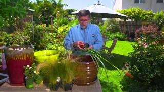 Container Gardening with Ashton Ritchie Upstate Ace Hardware