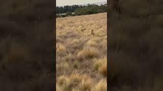 How to call in a Fox