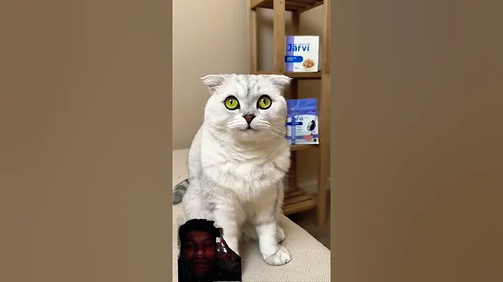 Video 11812411: cat funny animals