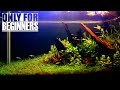 How to Set Up Planted Aquarium for Beginners Without CO2 Injection