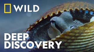Octopus Hides in a Shell | Secrets Of The Octopus | National Geographic WILD UK