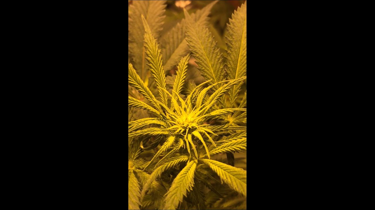 Medical marijuana royal purple kush 12 days flowering