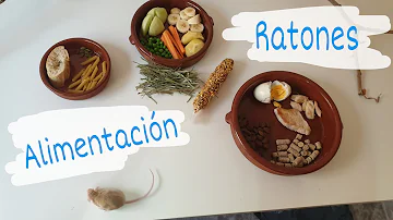 ¿Las ratas pueden comer pan?