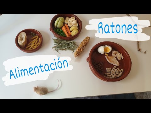 Video: Dieta y comida caseras de rata