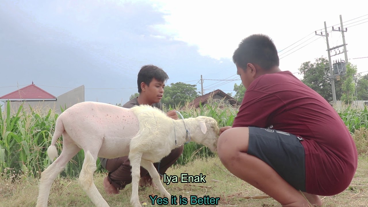 MTsN Kota Probolinggo Film Fiksi Mini : BEBUN