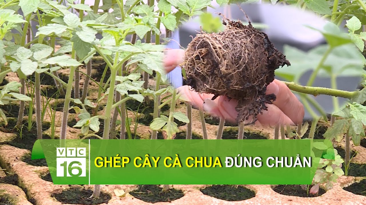 Ghép cây cà chua đúng chuẩn | VTC16