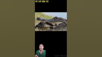 Cá sấu cố gắng nuốt rùa khi vỏ cứng đối đầu hàm thép. #shortvideo #shorts  #thegioidongvat.
