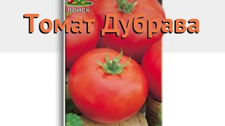Томат обыкновенный Дубрава (dubrava) 🌿 томат Дубрава обзор: как сажать семена томата Дубрава Томат обыкновенный Дубрава (dubrava) 🌿 томат Дубрава обзор: как сажать семена томата Дубрава
