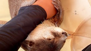 A boy who gets anxious and can't sleep unless he's clinging to my arm😌. #Shorts