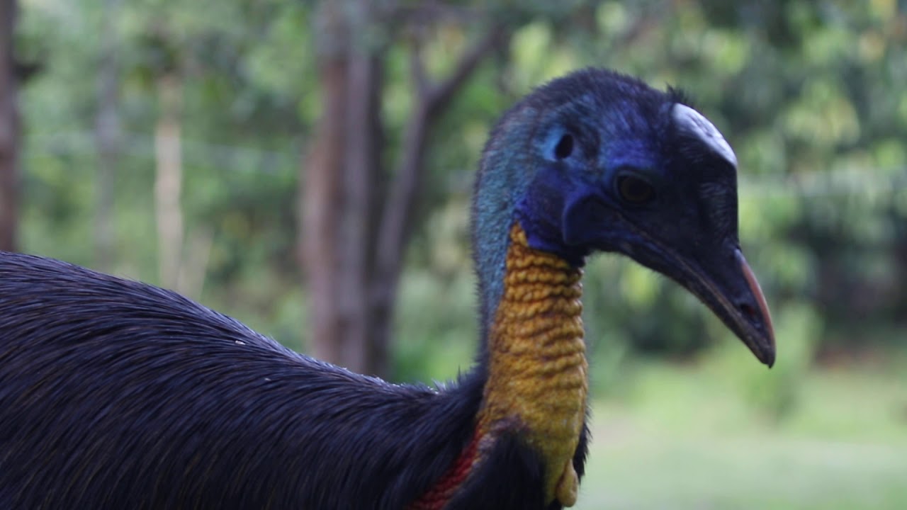 Northern Cassowary from West Papua, Video by Sultan Birding