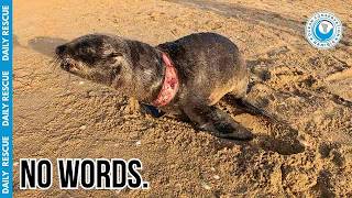 This Poor Pup Was Partially Skinned by Discarded Fishing Line!
