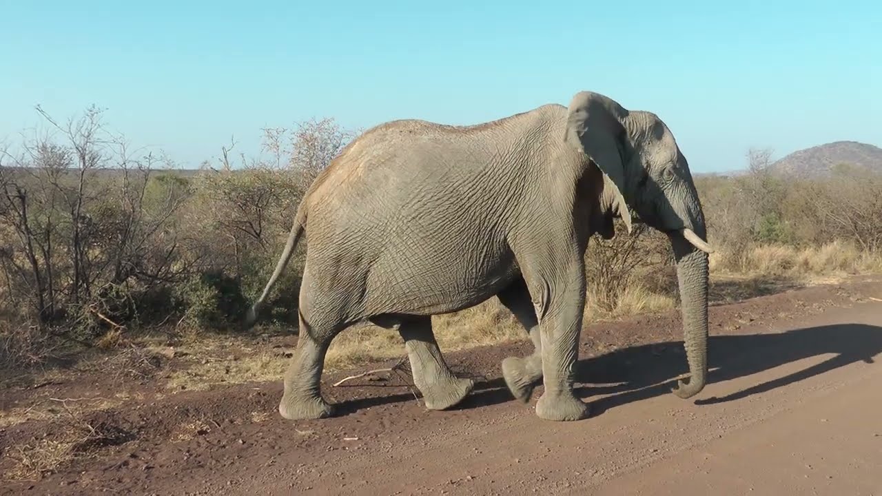 South Africa Safari - Madikwe & Marakele