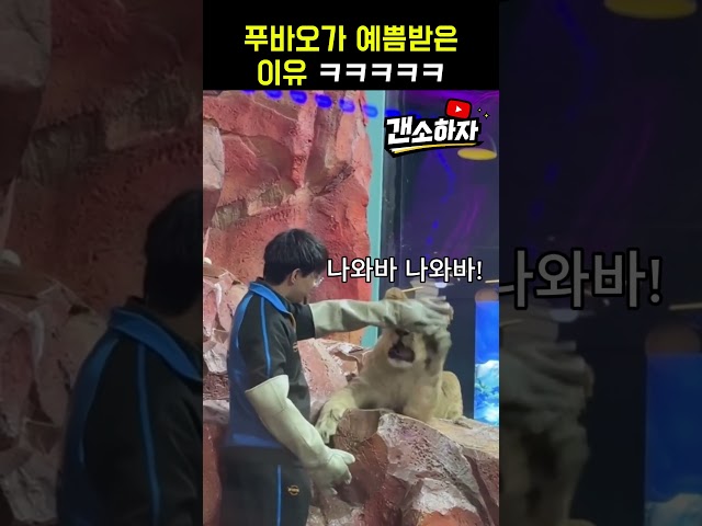 하룻사자 사장 무서운 줄 모른다 ㅋㅋㅋㅋㅋㅋㅋ #더빙 #웃긴더빙 #유머더빙 #웃긴영상 #유머 #유머영상 #웃긴짤 #갠소하자 #웃긴사자