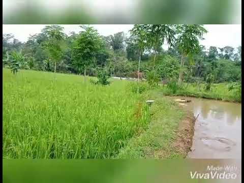 Desa damai dan tentram
