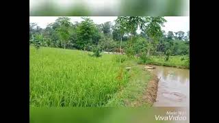 Download Lagu Desa damai dan tentram MP3