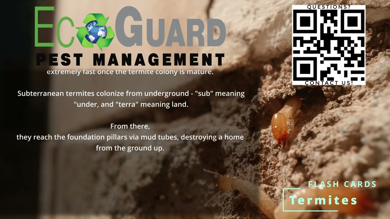 Termite Control & Exterminators | EcoGuard Pest Management
