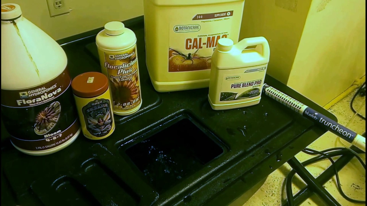 Jackie White Grow: Day 7 of Flower