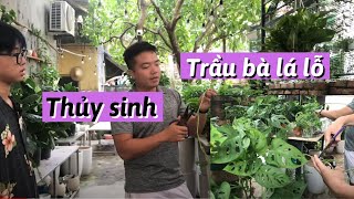 Cây trầu bà lỗ: Đặc điểm, cách trồng và ý nghĩa phong thủy