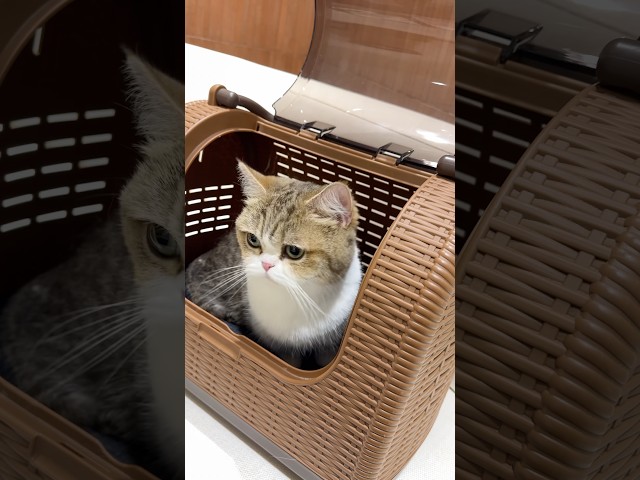 냐옹냐옹냐옹
