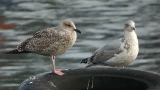 Herring Gull, Larus argentatus, 2cy, Landtong Rozenburg, ZH, the Netherlands, 4 Oct 2026 (*282*)