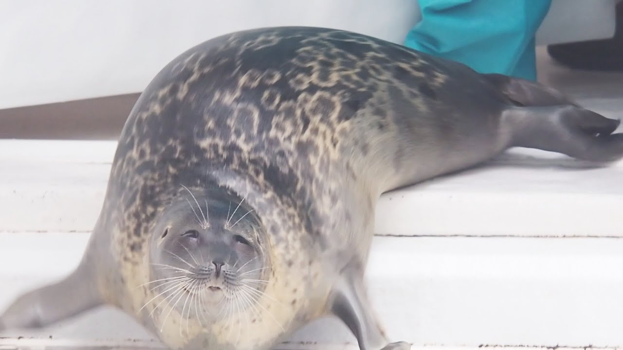 伏せが苦手でごまかそうとするワモンアザラシのミゾレちゃん