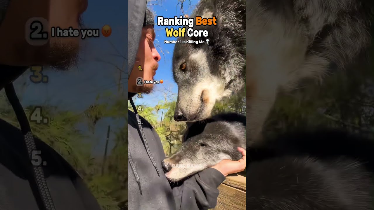Ranking Best Wolf Core (Part 2) 🐺