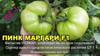 Фитактив УРОЖАЙ, затягивает ли он срок созревания? ПИНК МАРГАРИ F1. Оценка растения Фитактив УРОЖАЙ, затягивает ли он срок созревания? ПИНК МАРГАРИ F1. Оценка растения