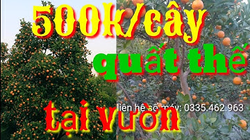 giá quất tết 2021, báo giá vườn quất thế đẹp, giá quất hưng yên ai buôn cũng lãi | AlibabaHchannel