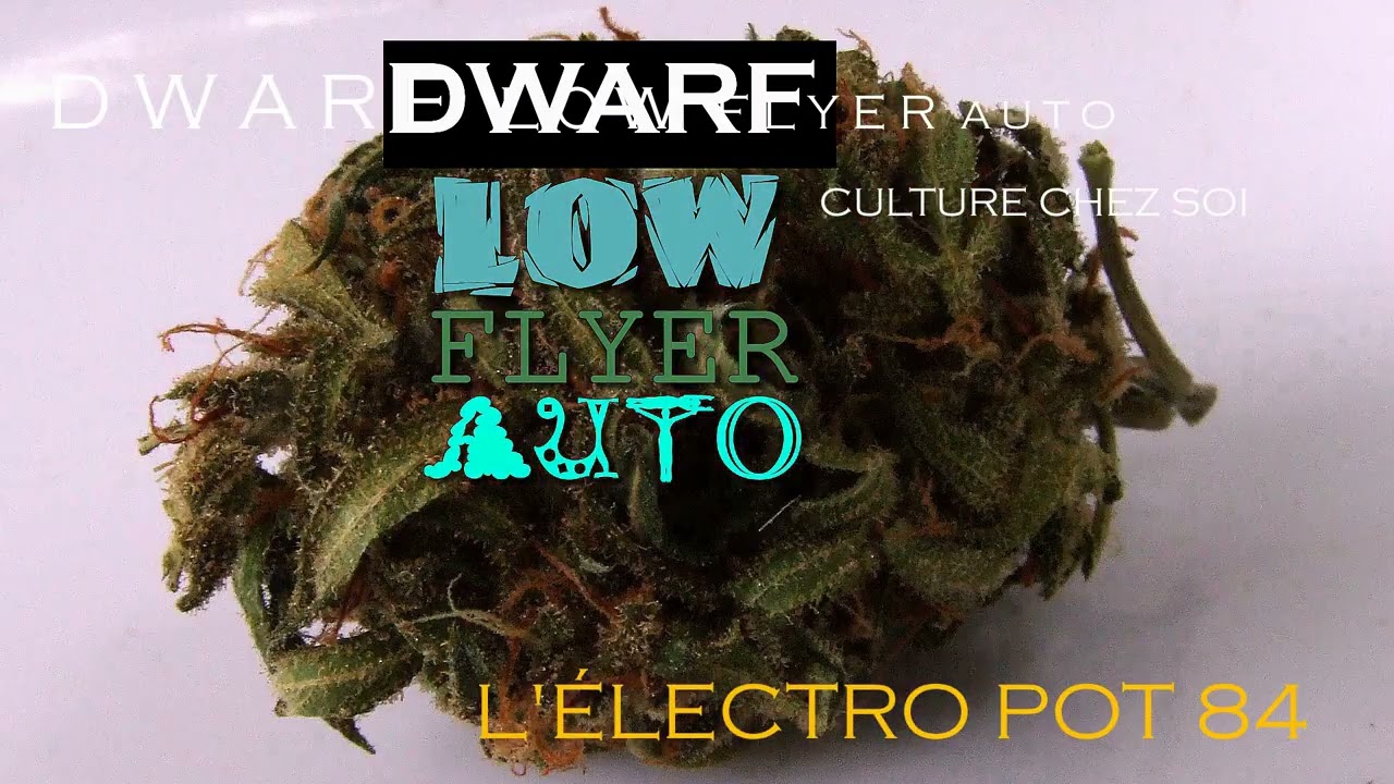 LE DWARF LOW FLYER AUTO CULTURE À LA MAISON  - PREMIÈRE PARTIE 1