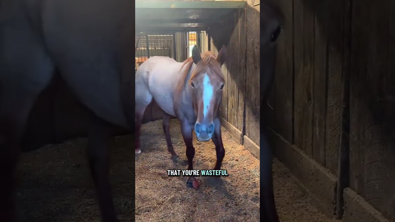 Моя лошадь подаёт ужасный пример другой моей лошади! 