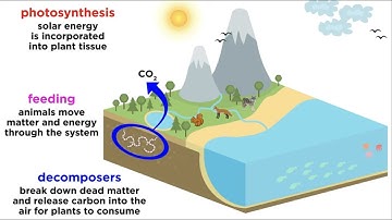 Scales of Ecology Part 3: Ecosystems