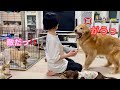 本気で闘う2人を見て、姉を敵だと勘違いしちゃうゴルパピだいふく【ゴールデンレトリバーとミニチュアダックスフンド】