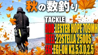 【エギング】数釣りを楽しんできました。2025 10月　エギング　秋イカ