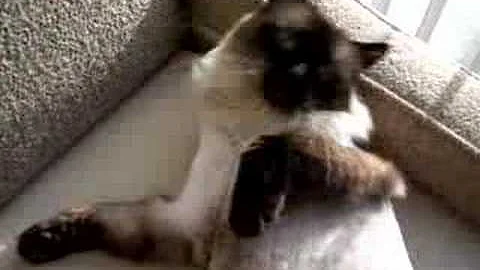 Watch the video about Pandi Lion!