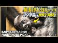 まさかの瞬間!赤ちゃんゴリラ・サンタロウが鼻をほじほじ…┃ 京都市動物園のゴリラ