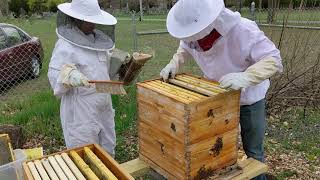 Vale Urban Farm: How to Split a Beehive