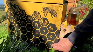 Honey harvest with Cedar Anderson - Q&A