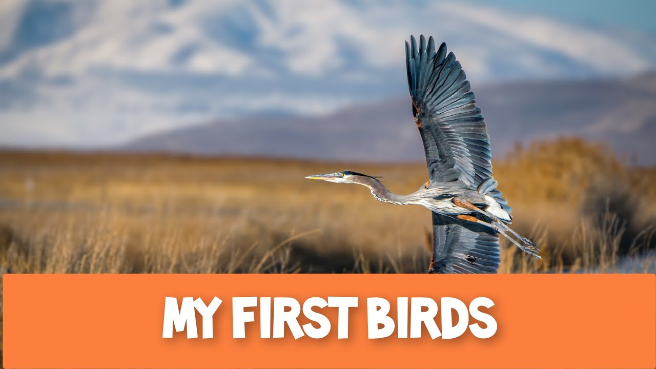 Southern African Birds 