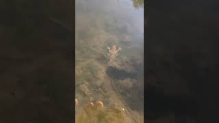 Ловля раков в реке