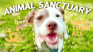 🐶  Best Friends Animal Sanctuary: My Volunteer Experience in Utah&#39;s Animal Haven!