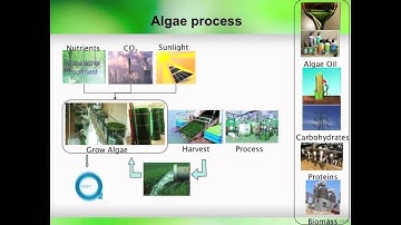 Algae Systems for CO2 Sequestration, Wasterwater Cleanup, and Generation of Sustainable Energy