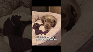 The Story of Holly and Her Moo Cow 🥰🐾🐮
