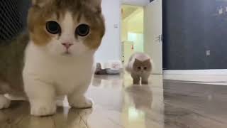 Cute Little Kittens Playing 😍 #cats #tiktok #kitten #shorts by PetHolics 153 views 2 years ago 13 seconds