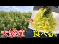【¥0】美味すぎ外来種『セイタカアワダチソウ』のジェノベーゼ