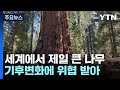 세계에서 제일 큰 나무도 &#39;기후변화&#39;가 두렵다 / YTN